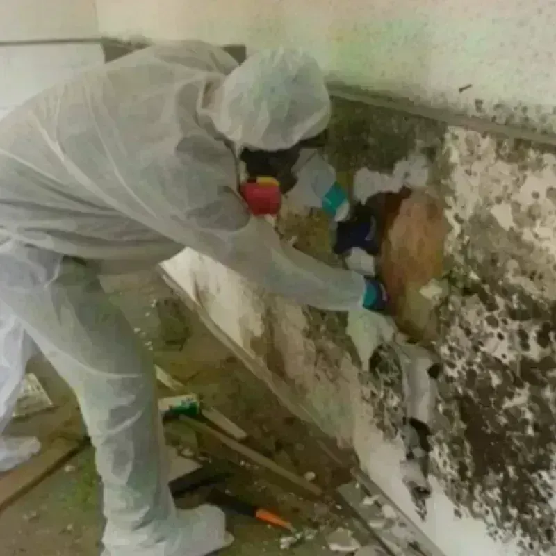 Mold Remediation and Removal in East Liverpool, OH